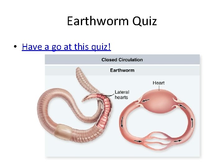 Earthworm Quiz • Have a go at this quiz! 
