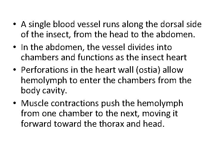  • A single blood vessel runs along the dorsal side of the insect,