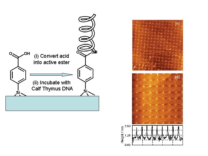 (i) Convert acid into active ester (ii) Incubate with Calf Thymus DNA 