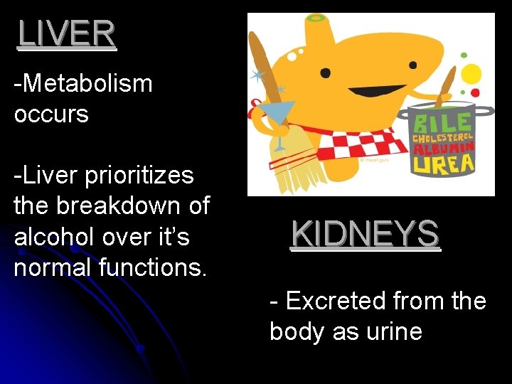 LIVER -Metabolism occurs -Liver prioritizes the breakdown of alcohol over it’s normal functions. KIDNEYS