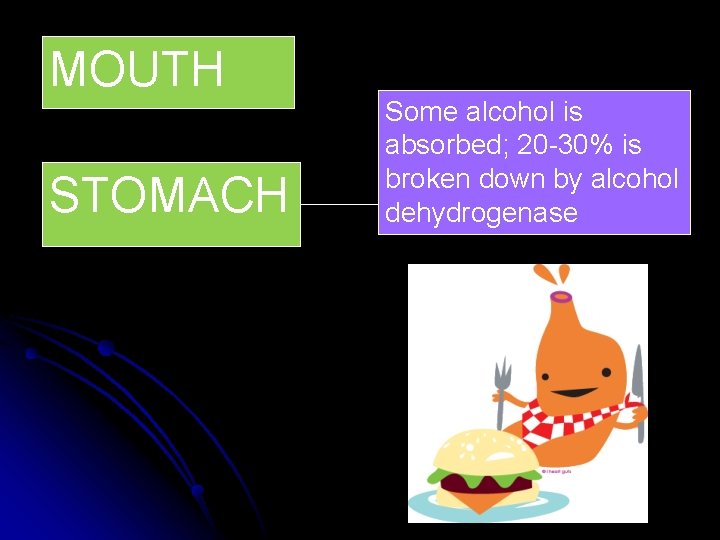 MOUTH STOMACH Some alcohol is absorbed; 20 -30% is broken down by alcohol dehydrogenase