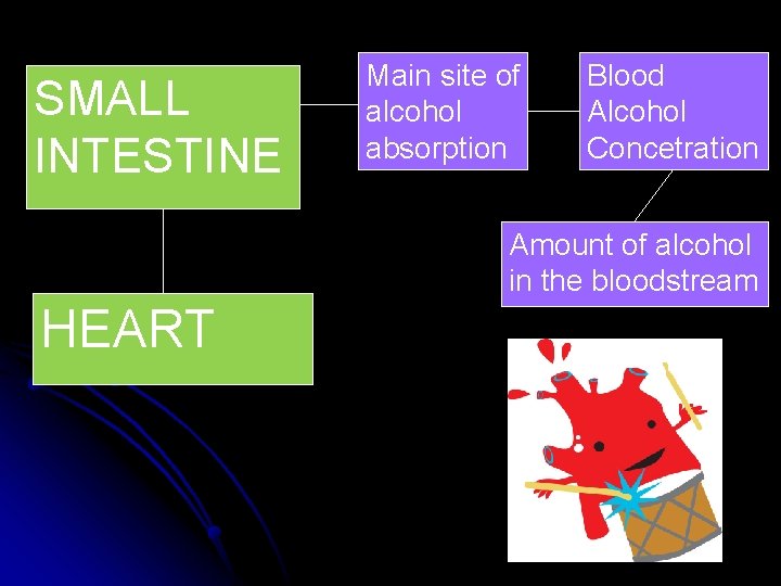 SMALL INTESTINE Main site of alcohol absorption Blood Alcohol Concetration Amount of alcohol in