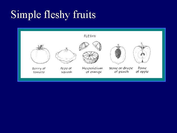 Simple fleshy fruits 