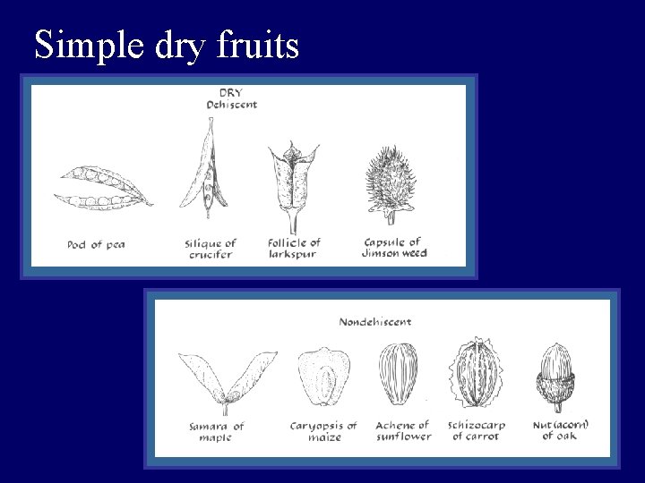 Simple dry fruits 