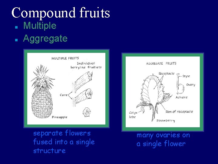 Compound fruits n n Multiple Aggregate separate flowers fused into a single structure many