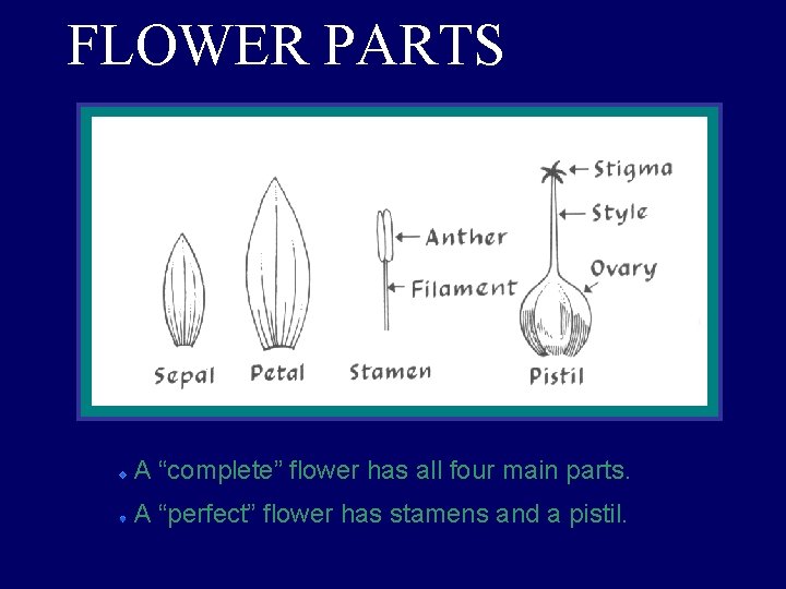 FLOWER PARTS A “complete” flower has all four main parts. A “perfect” flower has