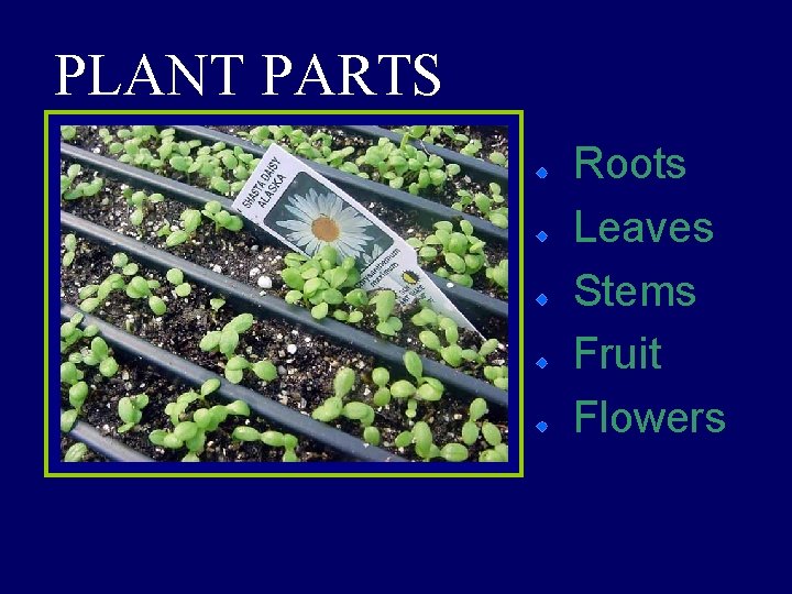 PLANT PARTS Roots Leaves Stems Fruit Flowers 