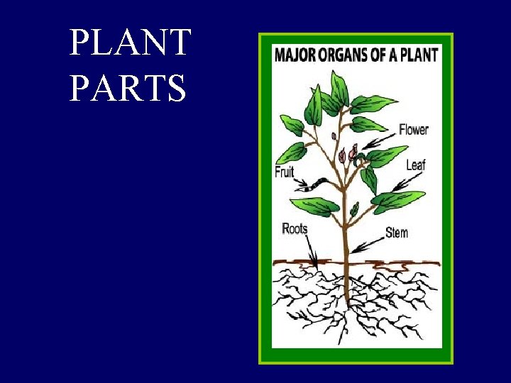 PLANT PARTS 