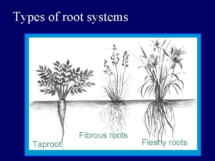 Types of root systems Taproot Fibrous roots Fleshy roots 