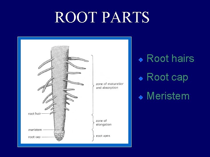 ROOT PARTS Root hairs Root cap Meristem 