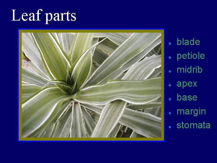 Leaf parts blade petiole midrib apex base margin stomata 