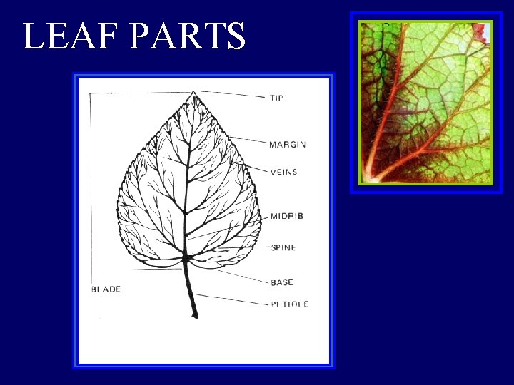 LEAF PARTS 