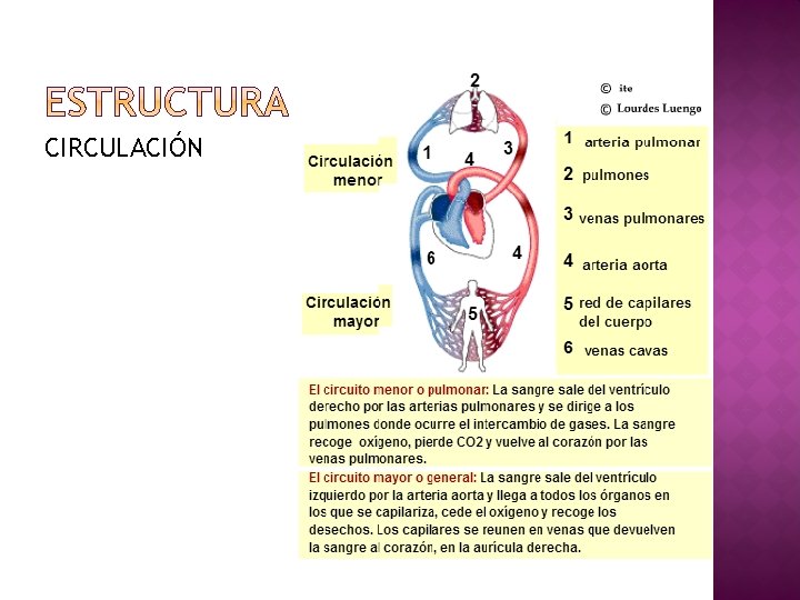 CIRCULACIÓN 