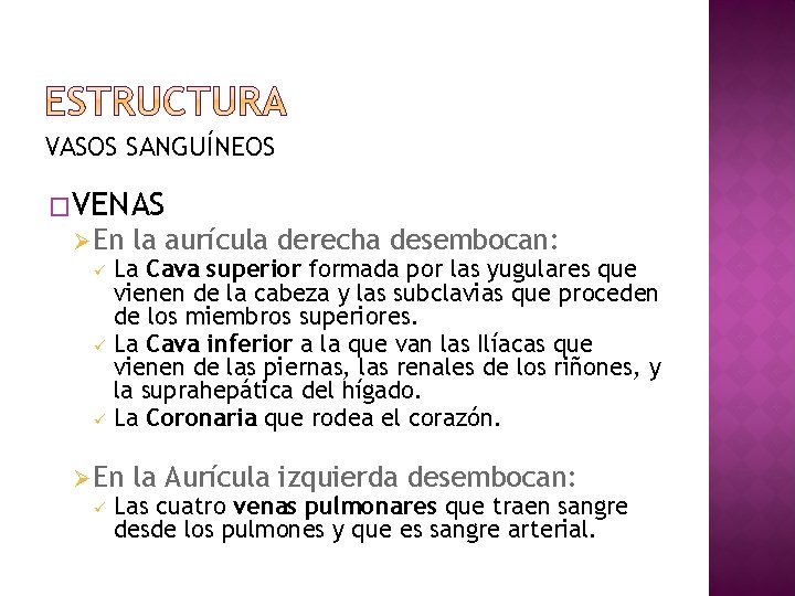 VASOS SANGUÍNEOS �VENAS Ø En la aurícula derecha desembocan: ü La Cava superior formada