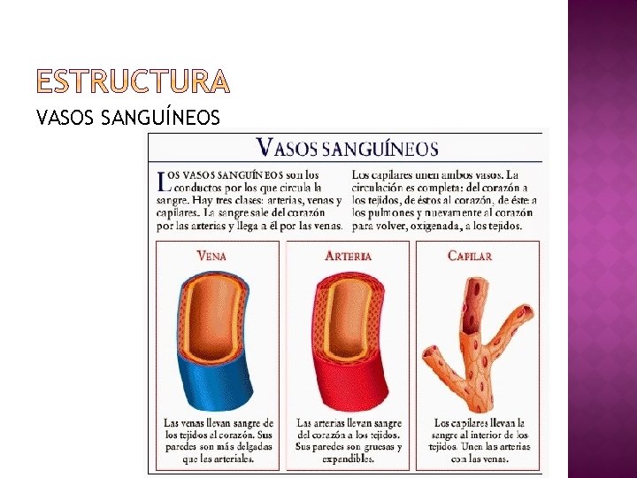 VASOS SANGUÍNEOS 