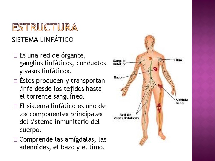SISTEMA LINFÁTICO Es una red de órganos, ganglios linfáticos, conductos y vasos linfáticos. �