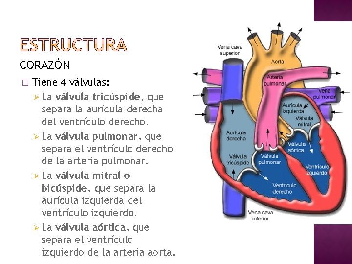 CORAZÓN � Tiene 4 válvulas: Ø La válvula tricúspide, que separa la aurícula derecha