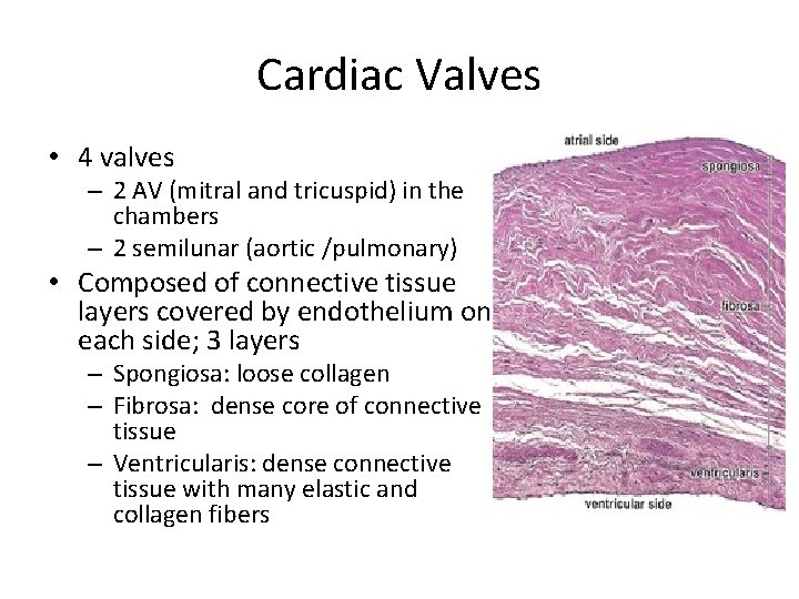 Cardiac Valves • 4 valves – 2 AV (mitral and tricuspid) in the chambers