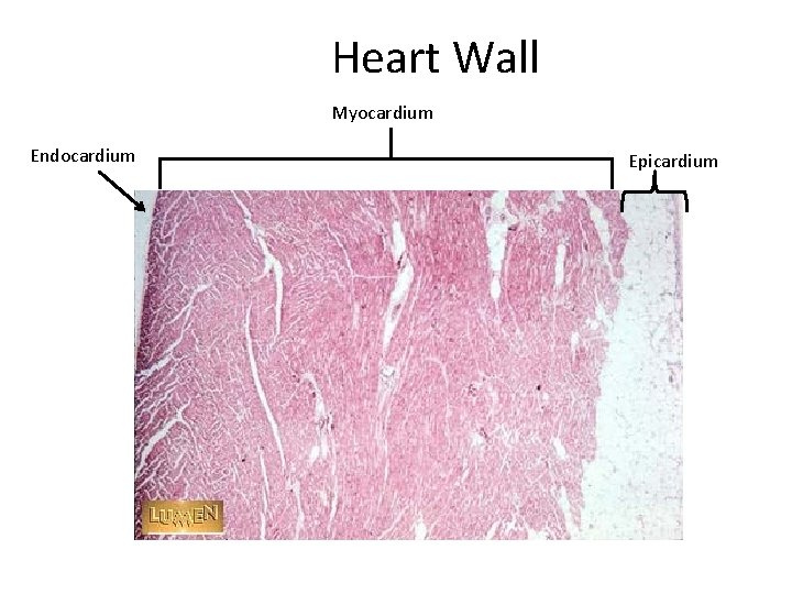 Heart Wall Myocardium Endocardium Epicardium 
