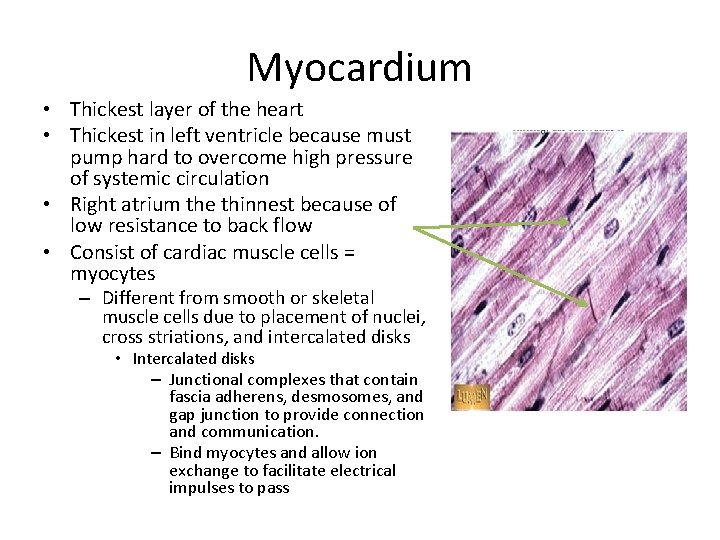 Myocardium • Thickest layer of the heart • Thickest in left ventricle because must