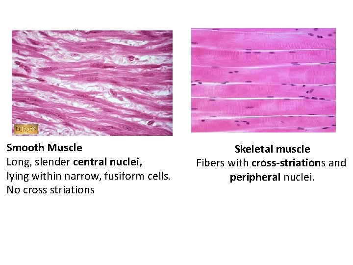 Smooth Muscle Long, slender central nuclei, lying within narrow, fusiform cells. No cross striations