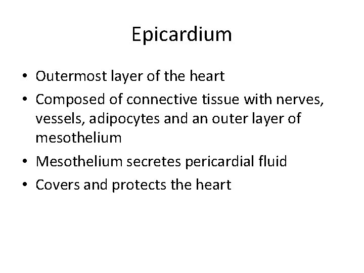 Epicardium • Outermost layer of the heart • Composed of connective tissue with nerves,