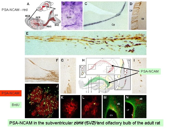 PSA-NCAM - red PSA-NCAM Brd. U Golan(SVZ) H. , 2006 and olfactory bulb of