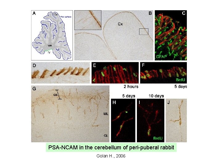 PSA-NCAM in the cerebellum of peri-puberal rabbit Golan H. , 2006 