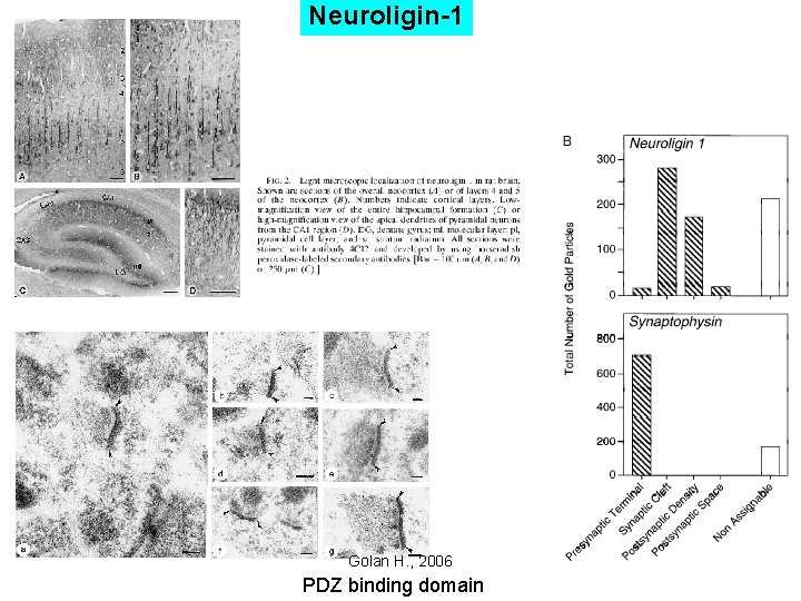 Neuroligin-1 Golan H. , 2006 PDZ binding domain 