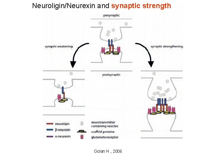 Neuroligin/Neurexin and synaptic strength Golan H. , 2006 