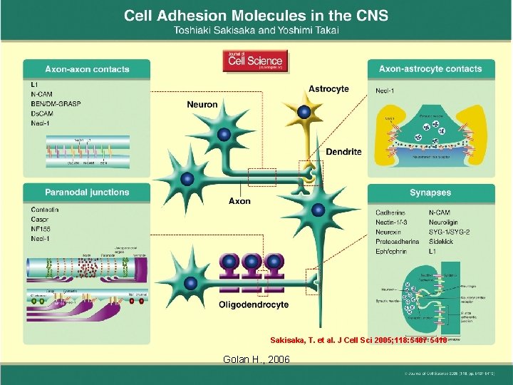 Sakisaka, T. et al. J Cell Sci 2005; 118: 5407 -5410 Golan H. ,
