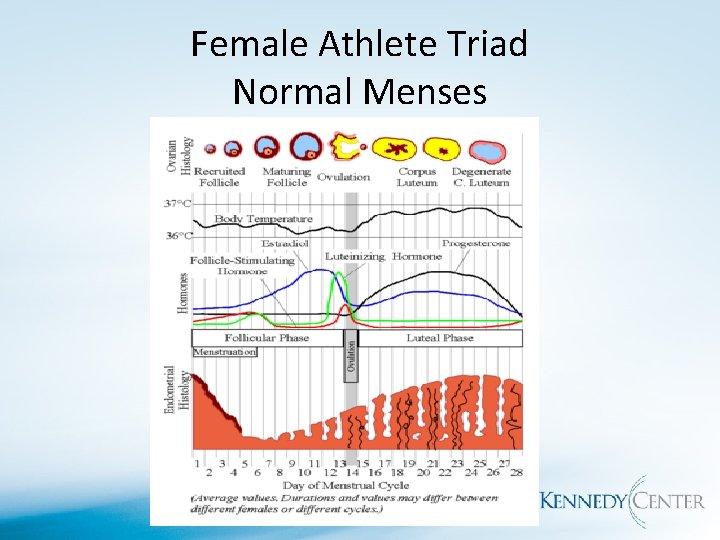 Female Athlete Triad Normal Menses 
