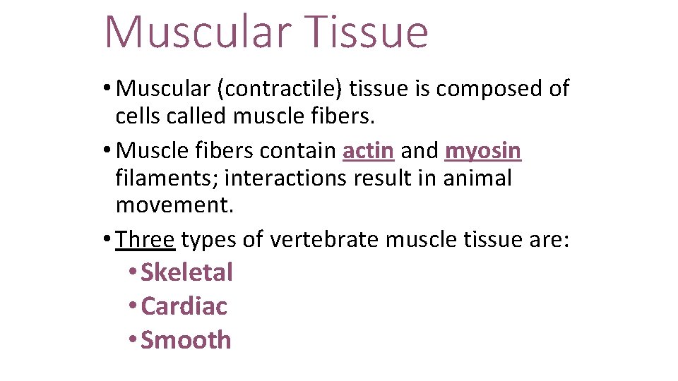 Muscular Tissue • Muscular (contractile) tissue is composed of cells called muscle fibers. •