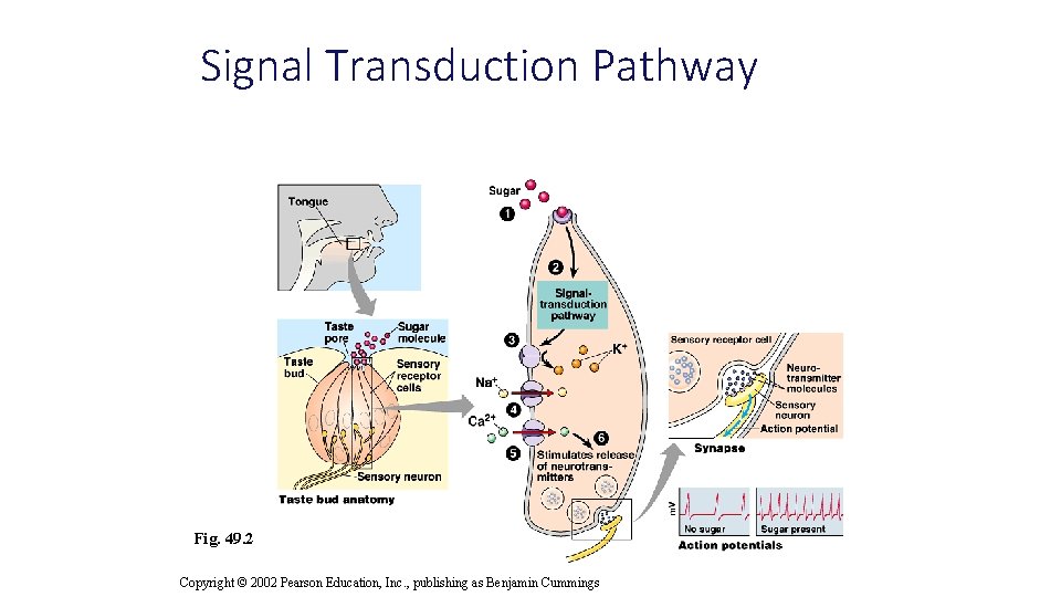 Signal Transduction Pathway Fig. 49. 2 Copyright © 2002 Pearson Education, Inc. , publishing