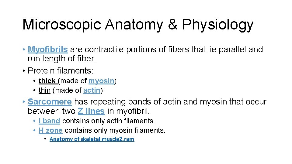Microscopic Anatomy & Physiology • Myofibrils are contractile portions of fibers that lie parallel