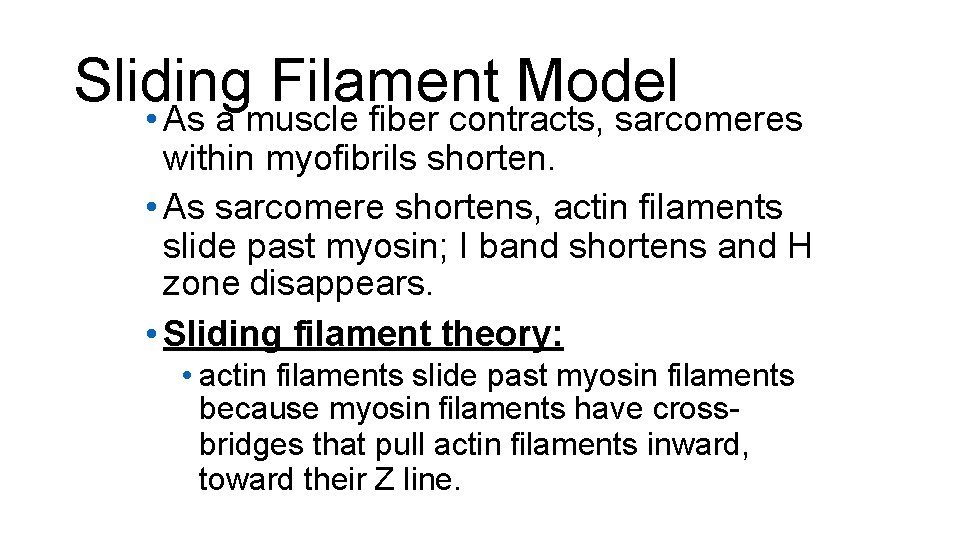 Sliding Filament Model • As a muscle fiber contracts, sarcomeres within myofibrils shorten. •