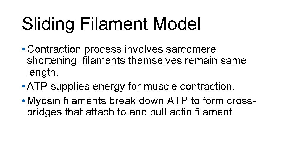Sliding Filament Model • Contraction process involves sarcomere shortening, filaments themselves remain same length.