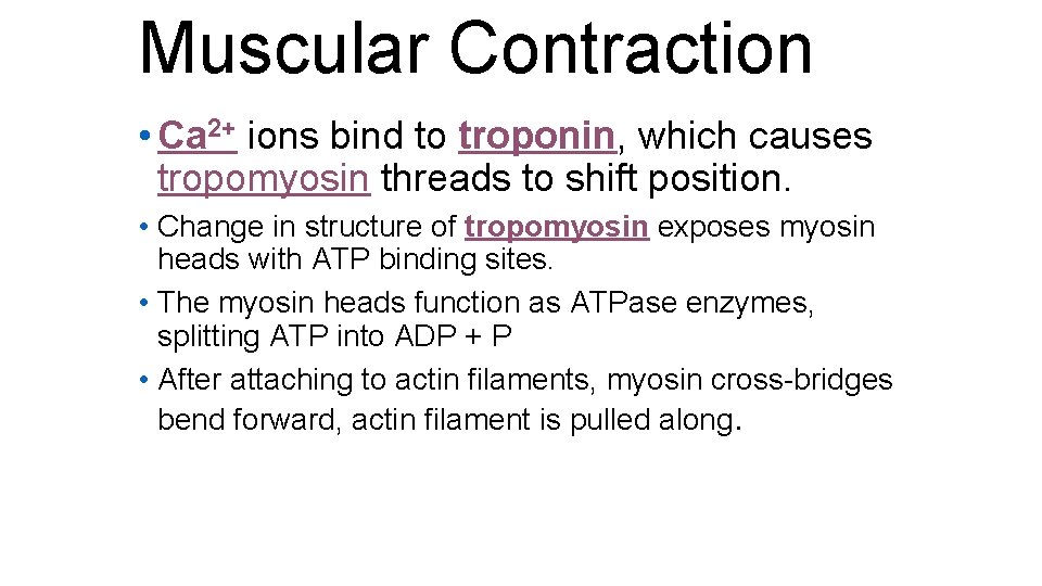 Muscular Contraction • Ca 2+ ions bind to troponin, which causes tropomyosin threads to