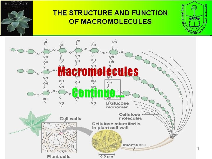 THE STRUCTURE AND FUNCTION OF MACROMOLECULES Macromolecules Continuo…. 1 