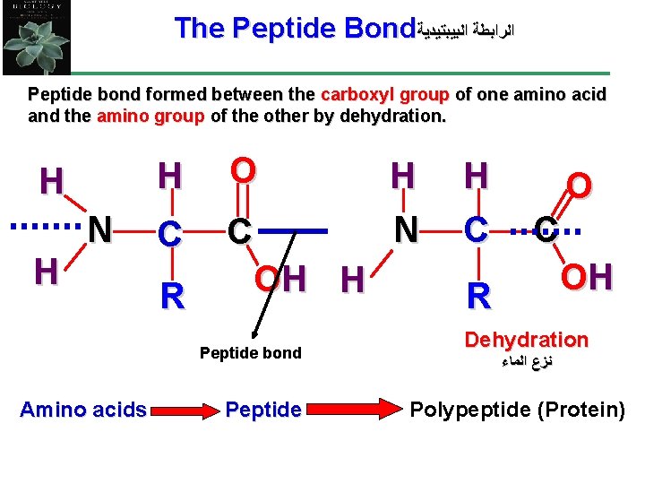 The Peptide Bond ﺍﻟﺮﺍﺑﻄﺔ ﺍﻟﺒﻴﺒﺘﻴﺪﻳﺔ Peptide bond formed between the carboxyl group of one