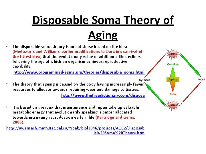 Disposable Soma Theory of Aging • The disposable soma theory is one of those