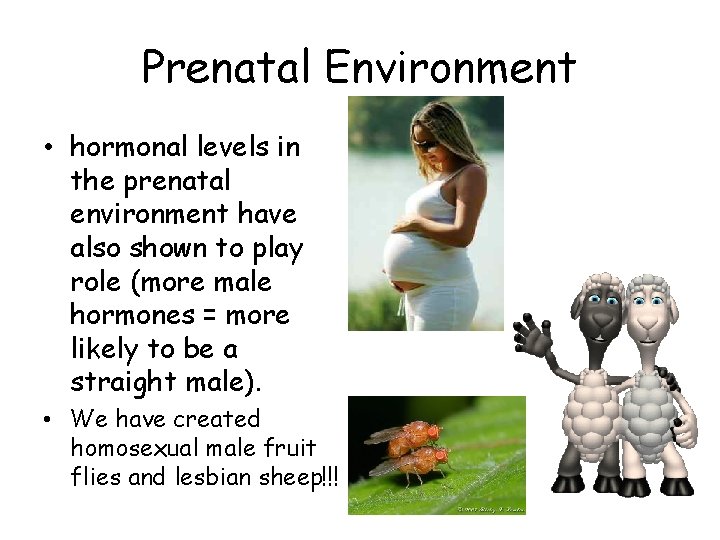 Prenatal Environment • hormonal levels in the prenatal environment have also shown to play