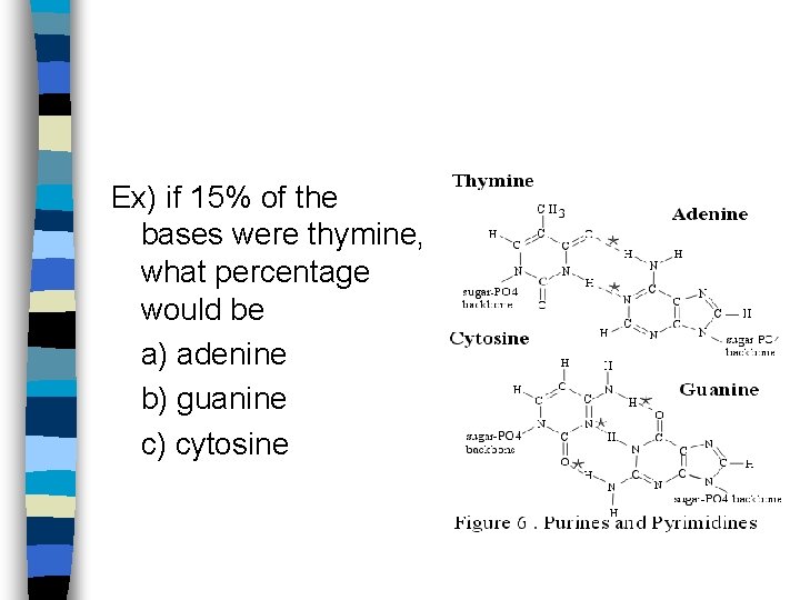 Ex) if 15% of the bases were thymine, what percentage would be a) adenine