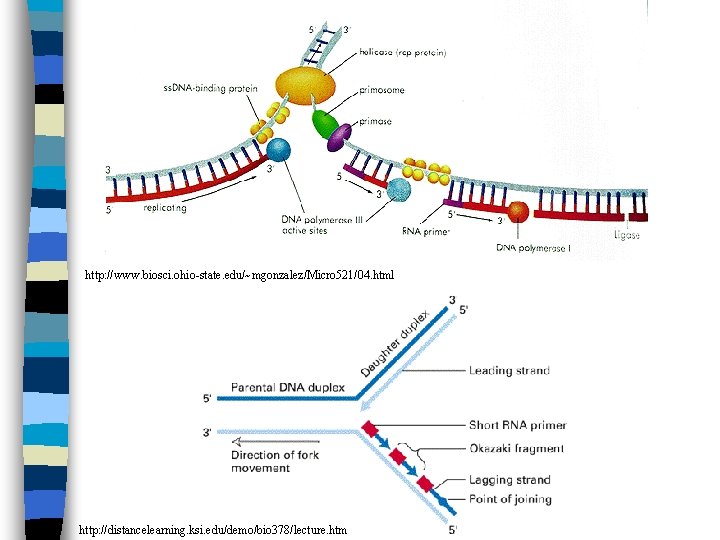 http: //www. biosci. ohio-state. edu/~mgonzalez/Micro 521/04. html http: //distancelearning. ksi. edu/demo/bio 378/lecture. htm 