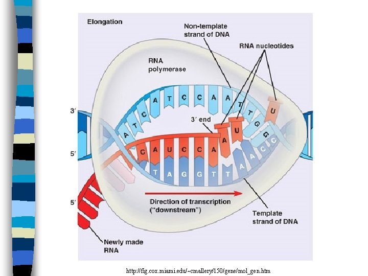 http: //fig. cox. miami. edu/~cmallery/150/gene/mol_gen. htm 