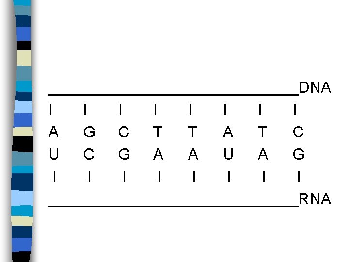 _______________DNA I I I I A G C T T A T C U