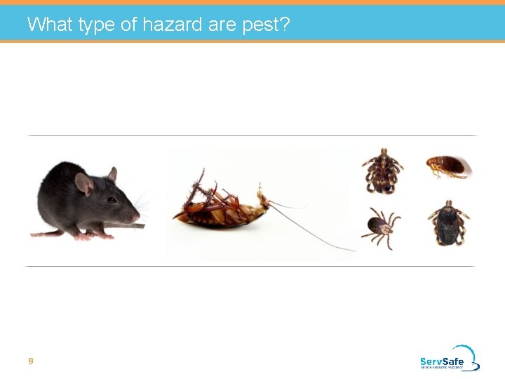 What type of hazard are pest? 9 