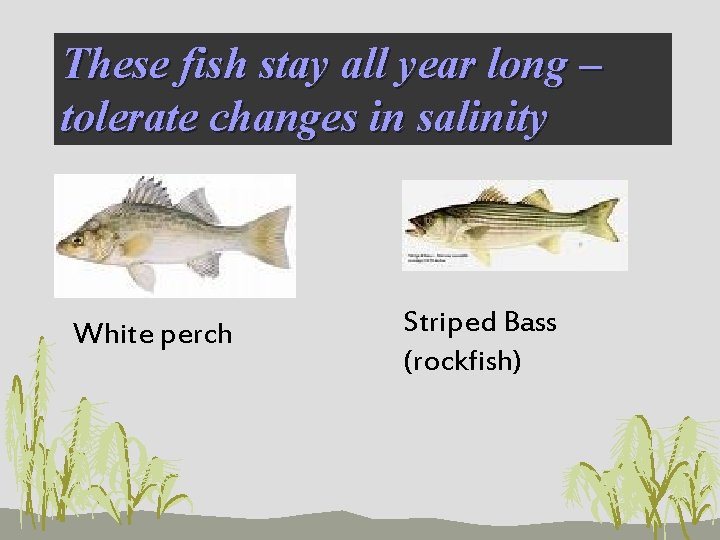 These fish stay all year long – tolerate changes in salinity White perch Striped