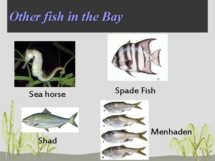 Other fish in the Bay Sea horse Shad Spade Fish Menhaden 