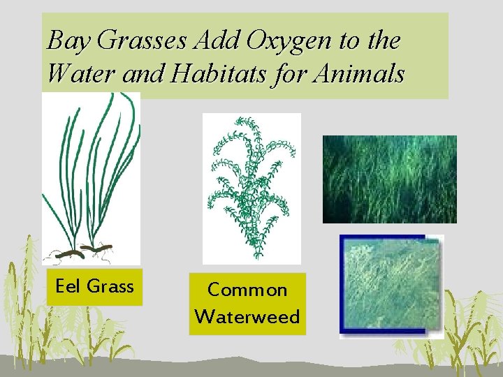 Bay Grasses Add Oxygen to the Water and Habitats for Animals Eel Grass Common